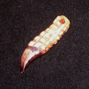 Amulet dráp 2
